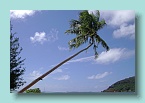 Bora Bora Palm